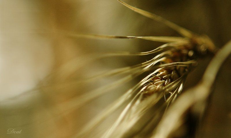 лето, зернышки, пшеница, золото Summerphoto preview