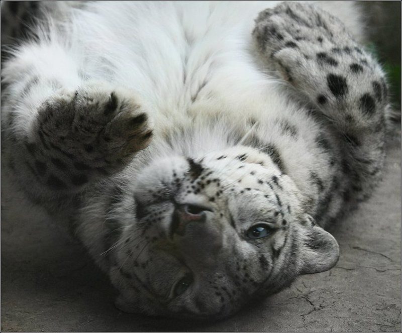 Ангелphoto preview