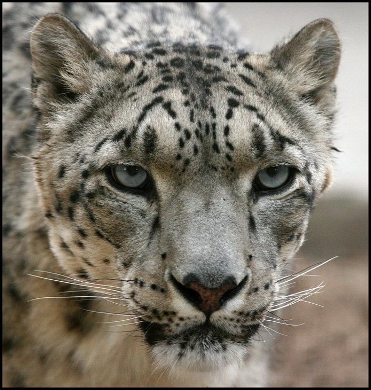 Демонphoto preview