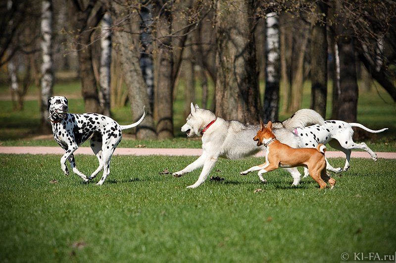 Погоняphoto preview