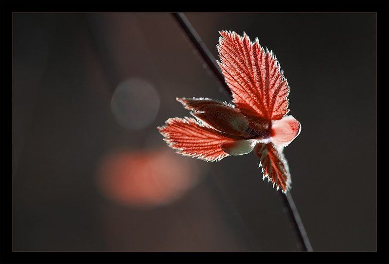 весна, листья, бутоны, солнце,свет ***photo preview