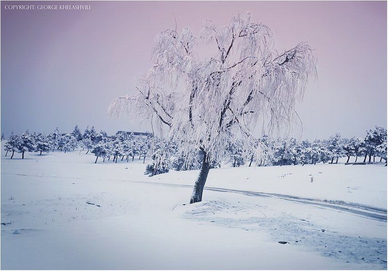 Treephoto preview