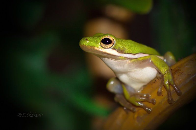 Green Treefrog ,Квакша голубая - Hyla cinereaphoto preview