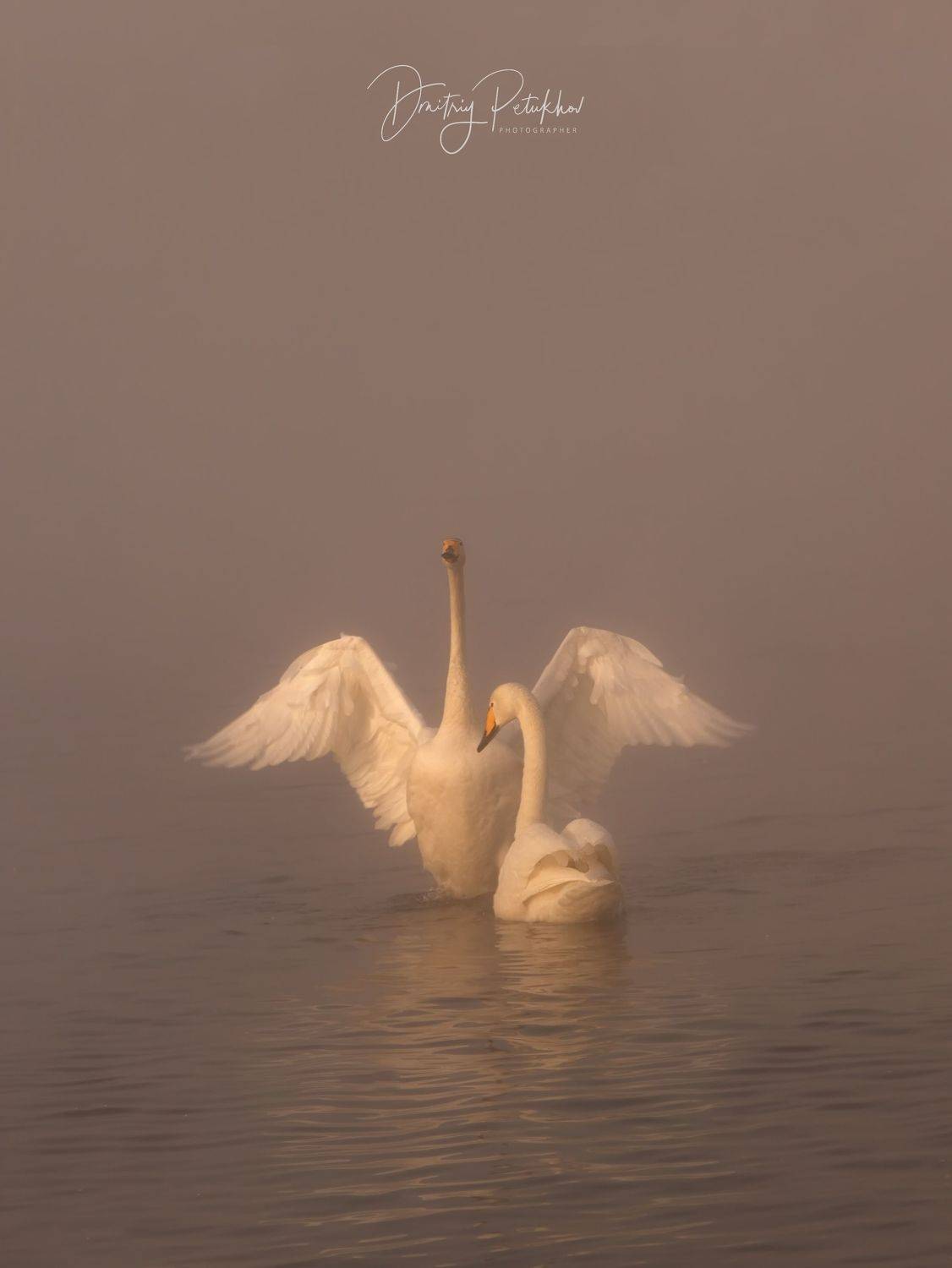 Автор: Дмитрий Петухов Лебеди, Дмитрий Петухов