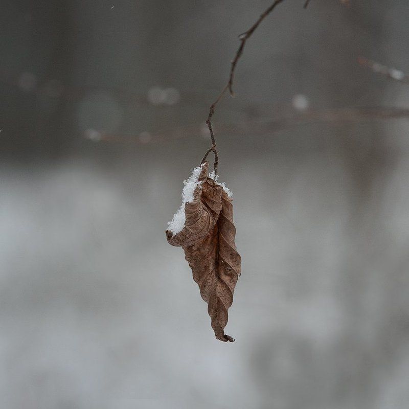 Еще не зима....photo preview