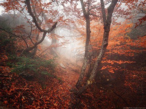 Мир туманов Ай-Петри