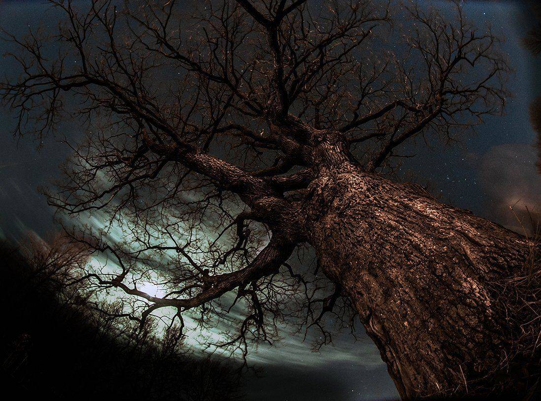 Дуб, Ночь, Сказка, Тайна, Kljuchenkow Aleksandr