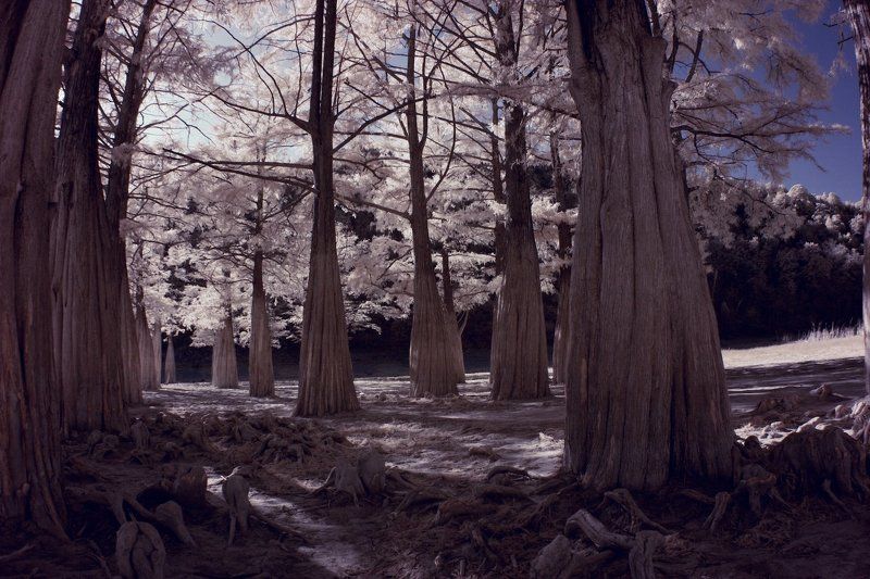 Зачарованный лесphoto preview