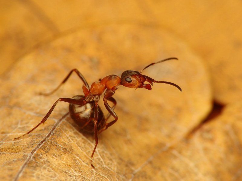 Guardianphoto preview