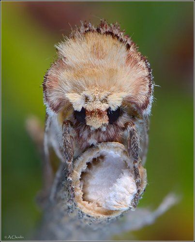 Набычилась )