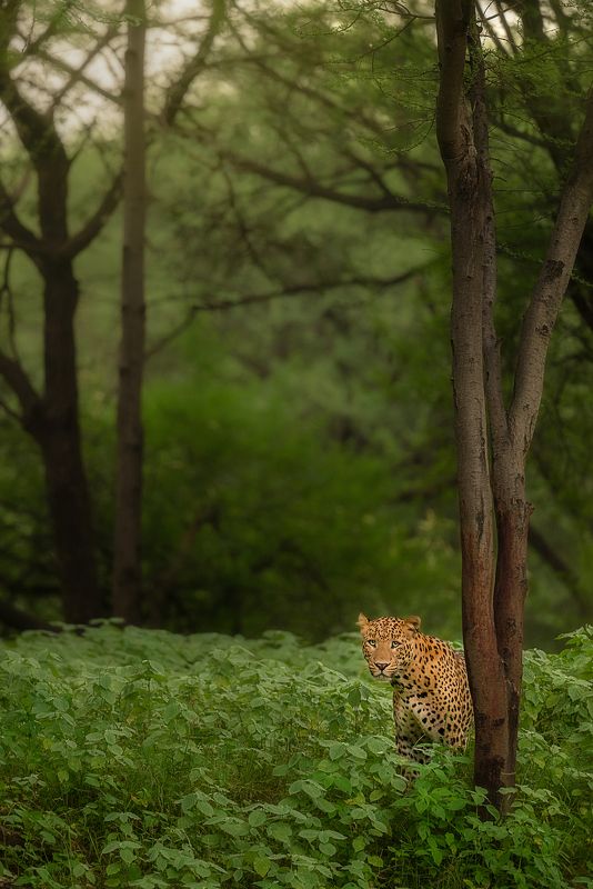 leopard, animal, nature, wild, wildlife Waiting Timephoto preview