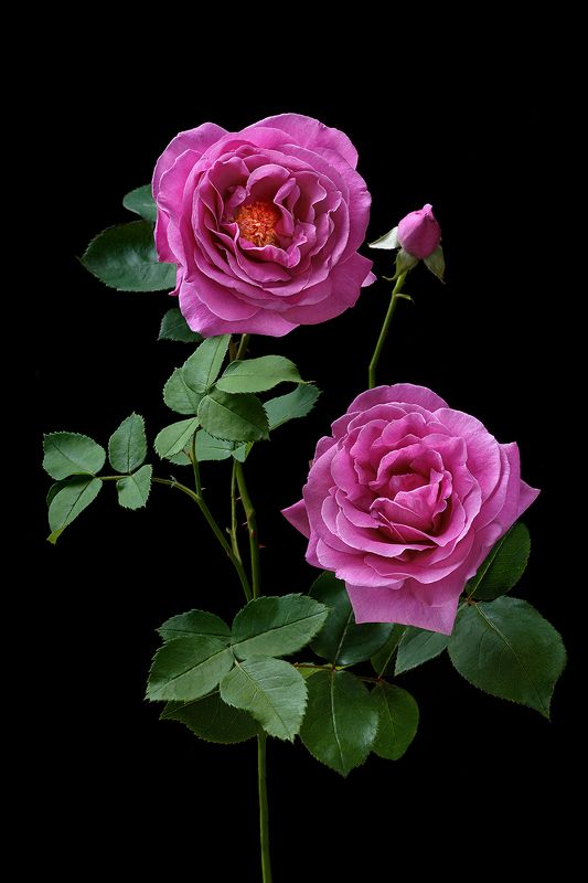 роза, розы, цветы, цветок, флора, лепестки, листья, цветение Розовыеphoto preview