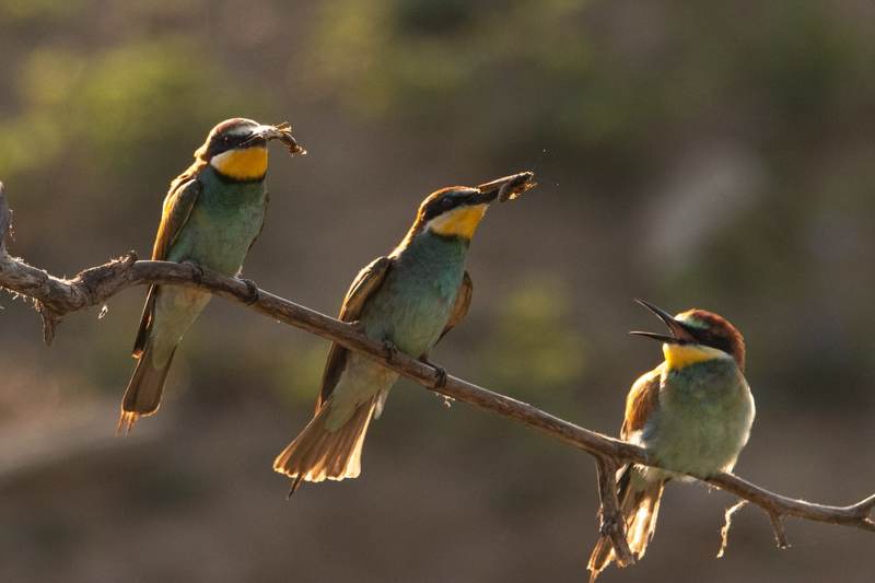 щурка, птица, щурки, Завистьphoto preview