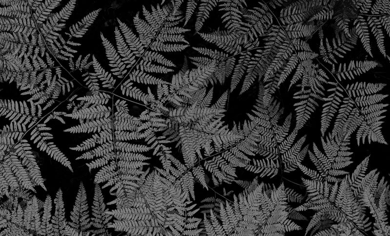 Папоротникphoto preview