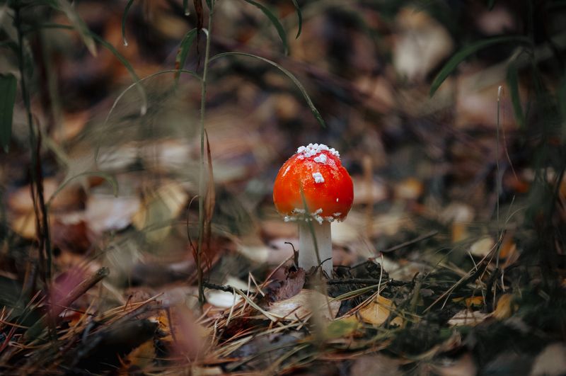 грибочекphoto preview