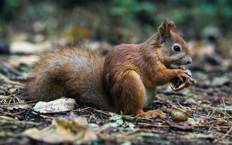 Белкаphoto preview