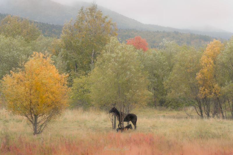 Спокойствие photo preview