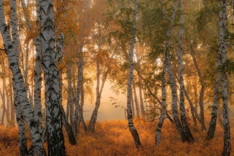 Вишневый коверphoto preview