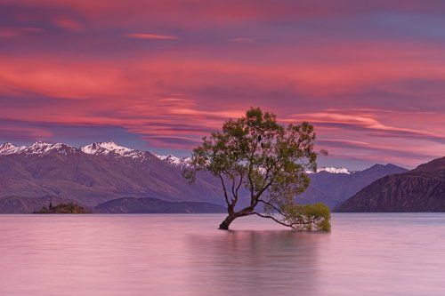 Lonely Tree in lake Wanaka
