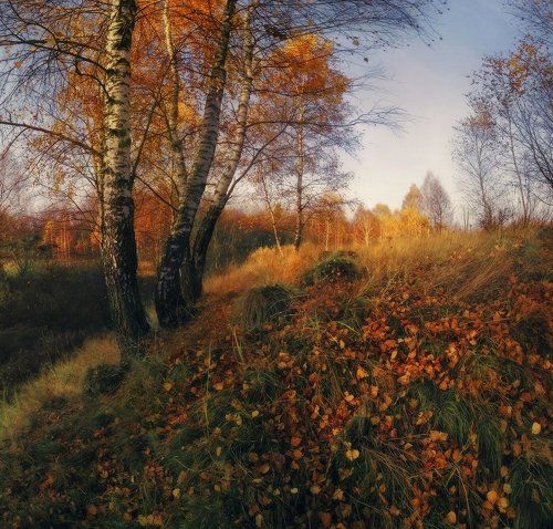 Березовая осень