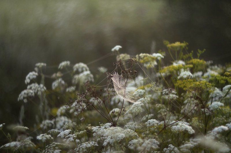 природа, рассвет, цветы В летнее плавание...photo preview