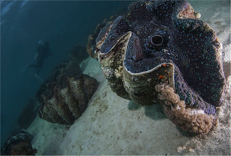 тридакна, тихий океан, филиппины, минданао живой капканphoto preview