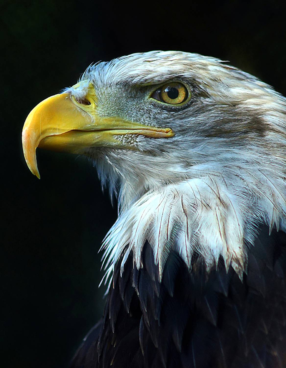 Белоголовый орлан. Автор: Алексей Родак , Алексей Родак