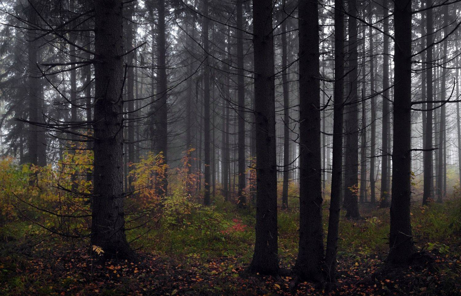 ***. Автор: Баранов Олег лес, свет, утро, природа, Баранов Олег