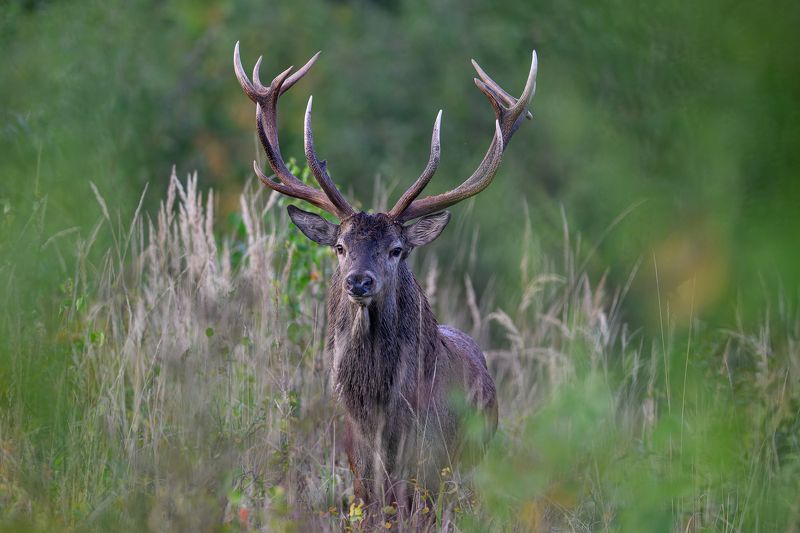 Briedisphoto preview