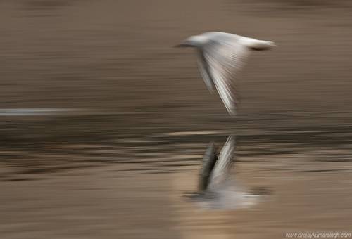 Slender-billed gull 
