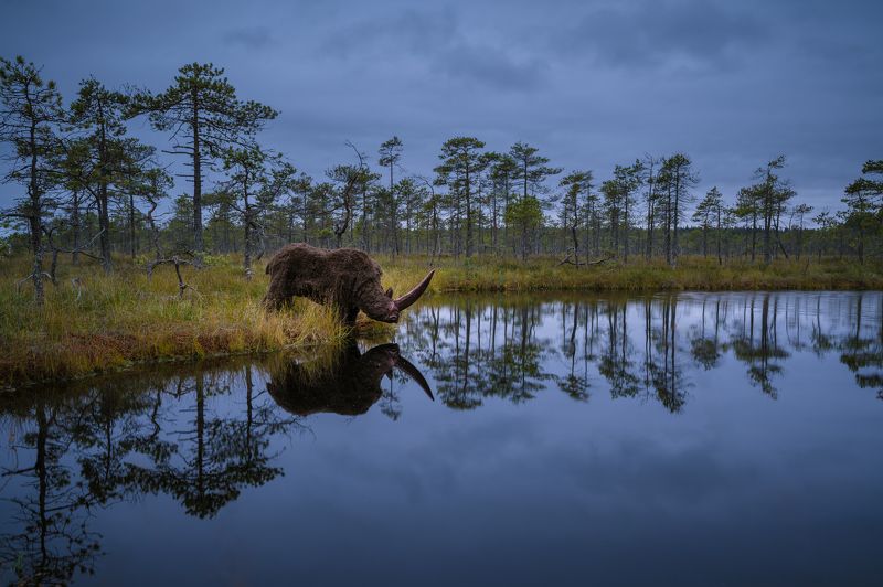 черноозёрное болото Неожиданная встреча.photo preview