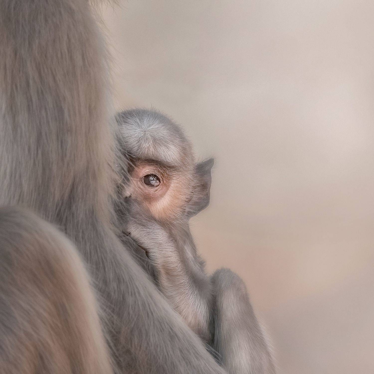 Peekaboo. Автор: Guha Jayanta nature, animal, wildlife, Guha Jayanta