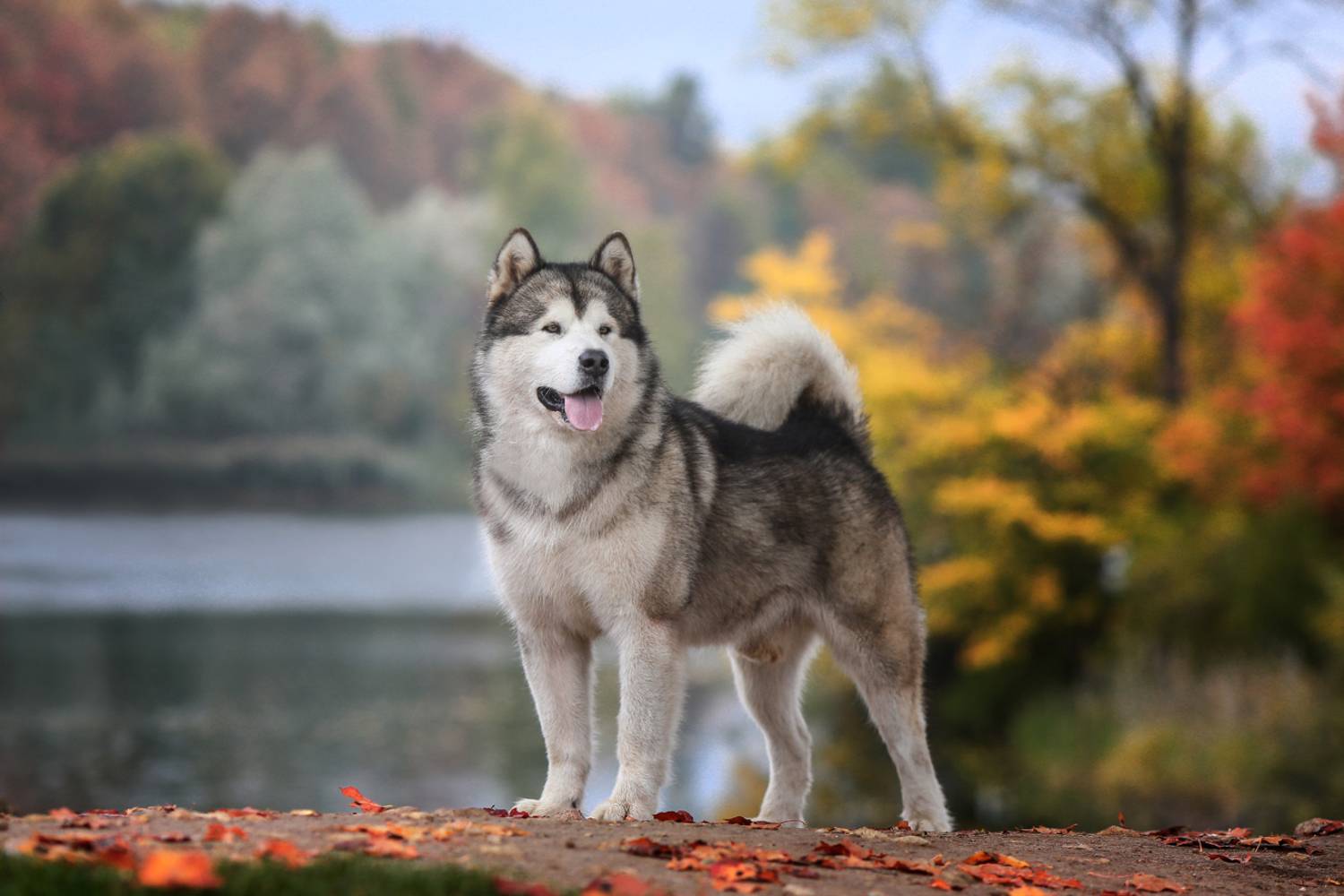 ...... Автор: Андрей Ершов , Андрей Ершов
