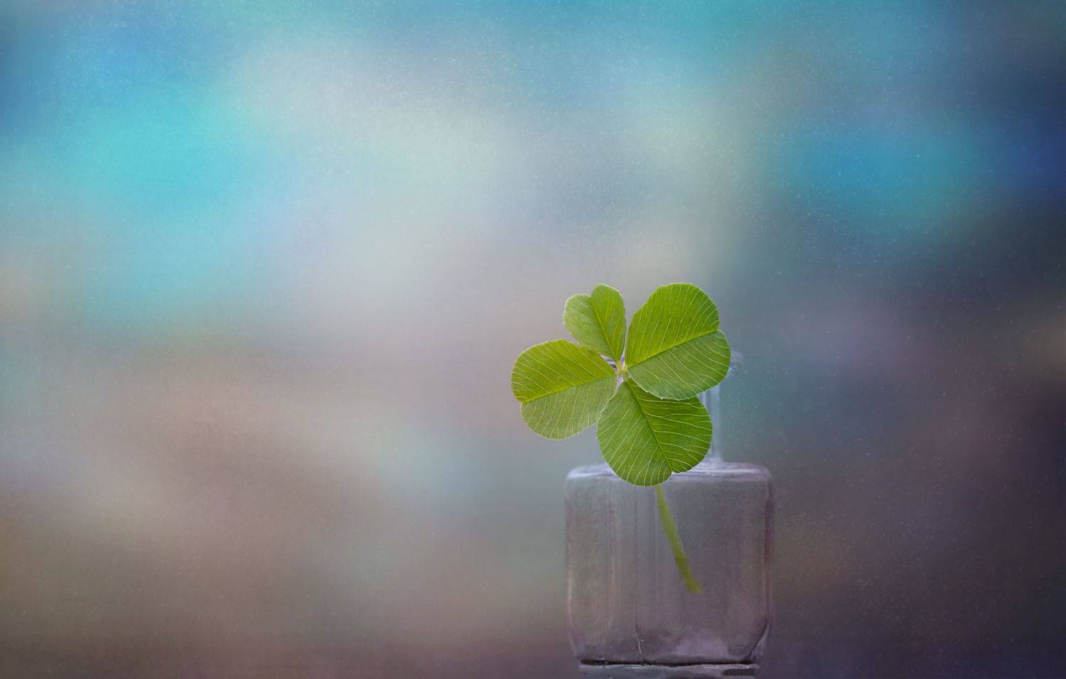 На удачу. Автор: Мария Обидина макро, натюрморт, macro, still life, green, clover, клевер, Мария Обидина