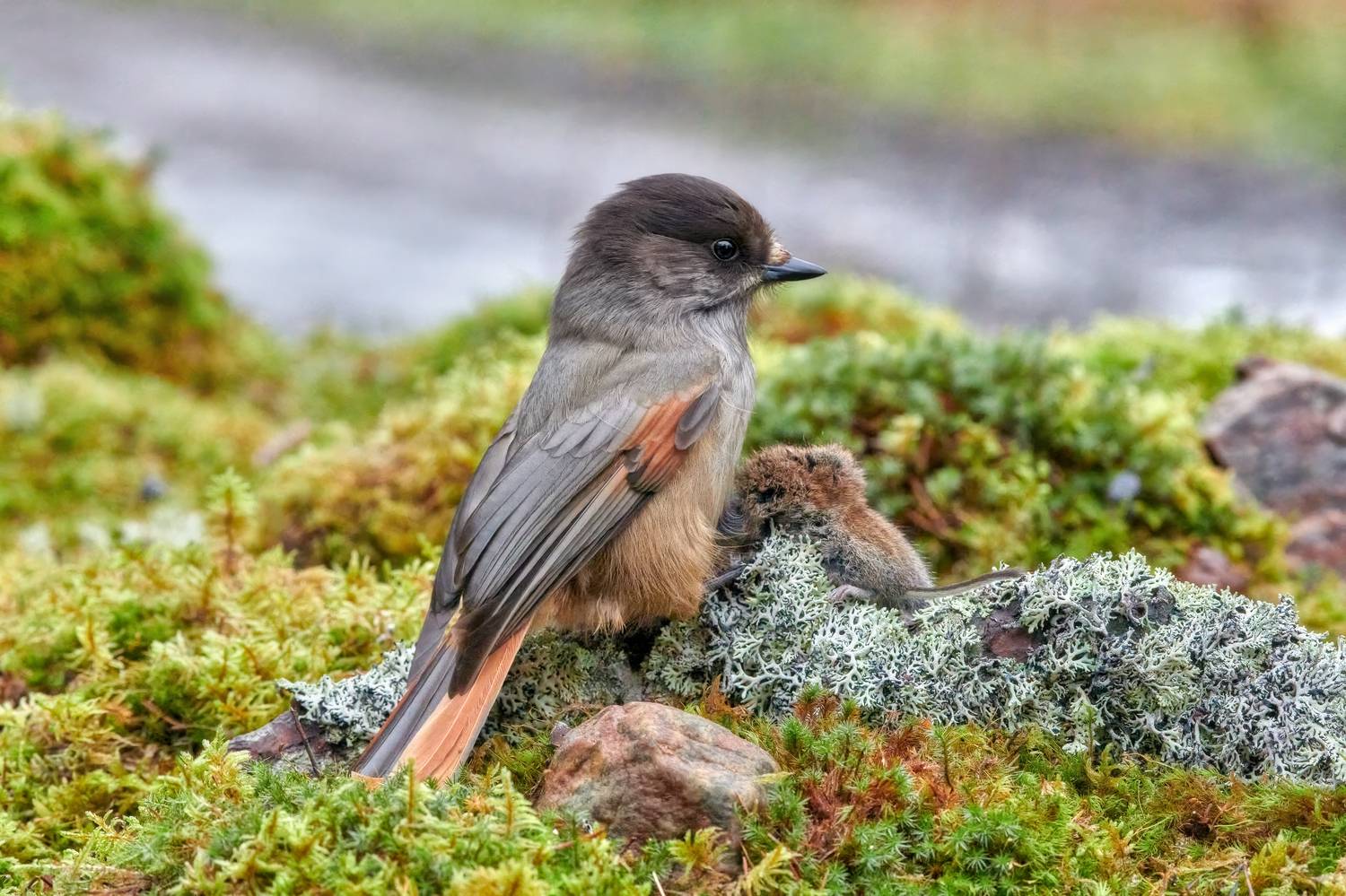 #bird #wildlife #nature #birdphotography, Александр Семенов