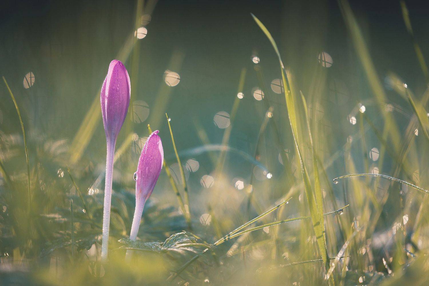 , Robert Adamec