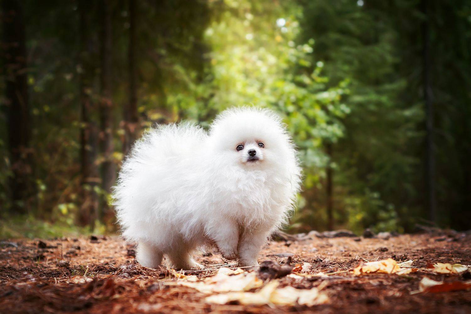 белая собака, шпиц, лес, осень, Соколова Елена