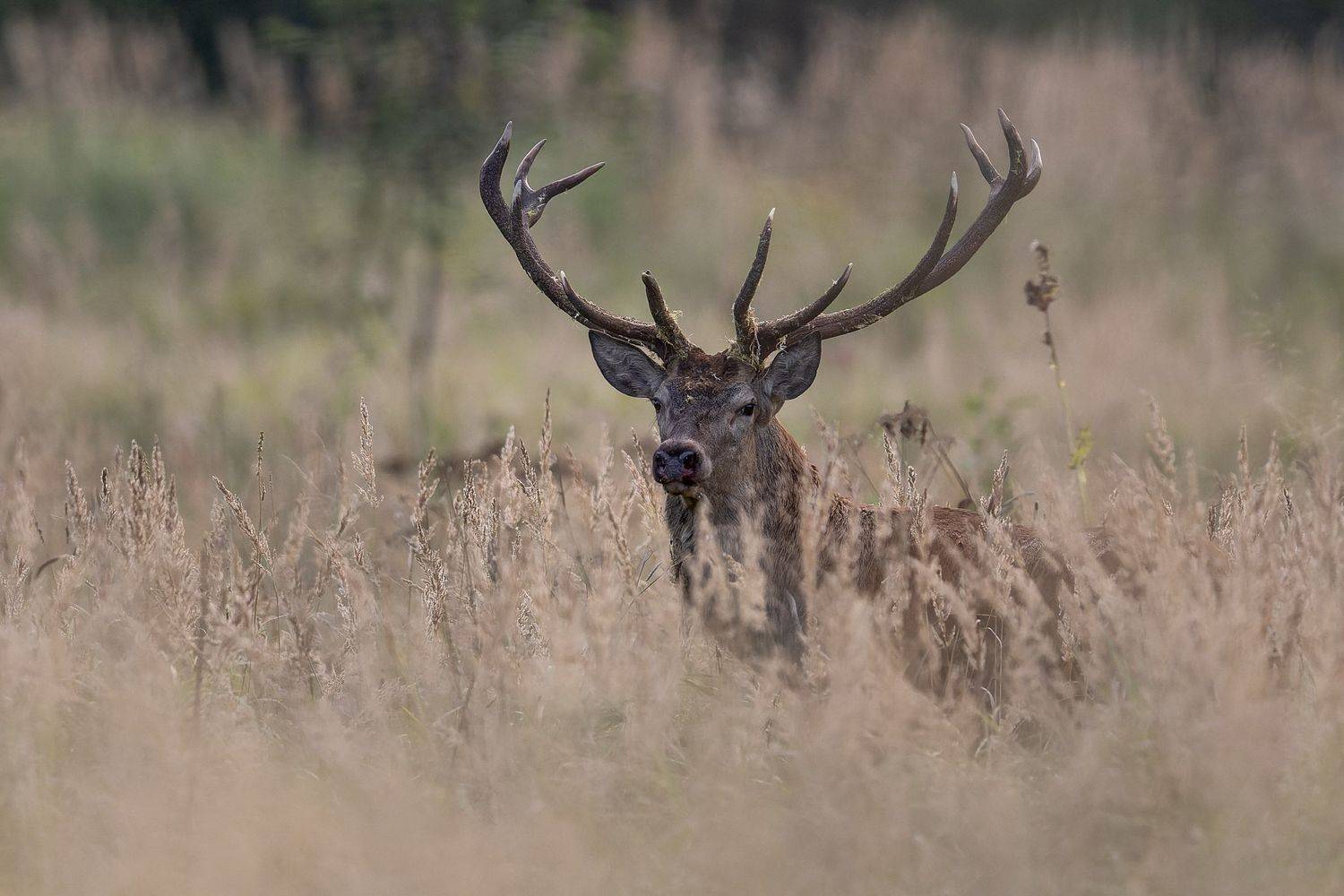 Briedis. Автор: Kreicbergs Maris , Kreicbergs Maris