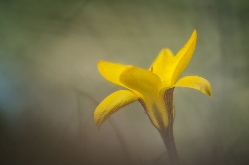 Весенние крокусыphoto preview