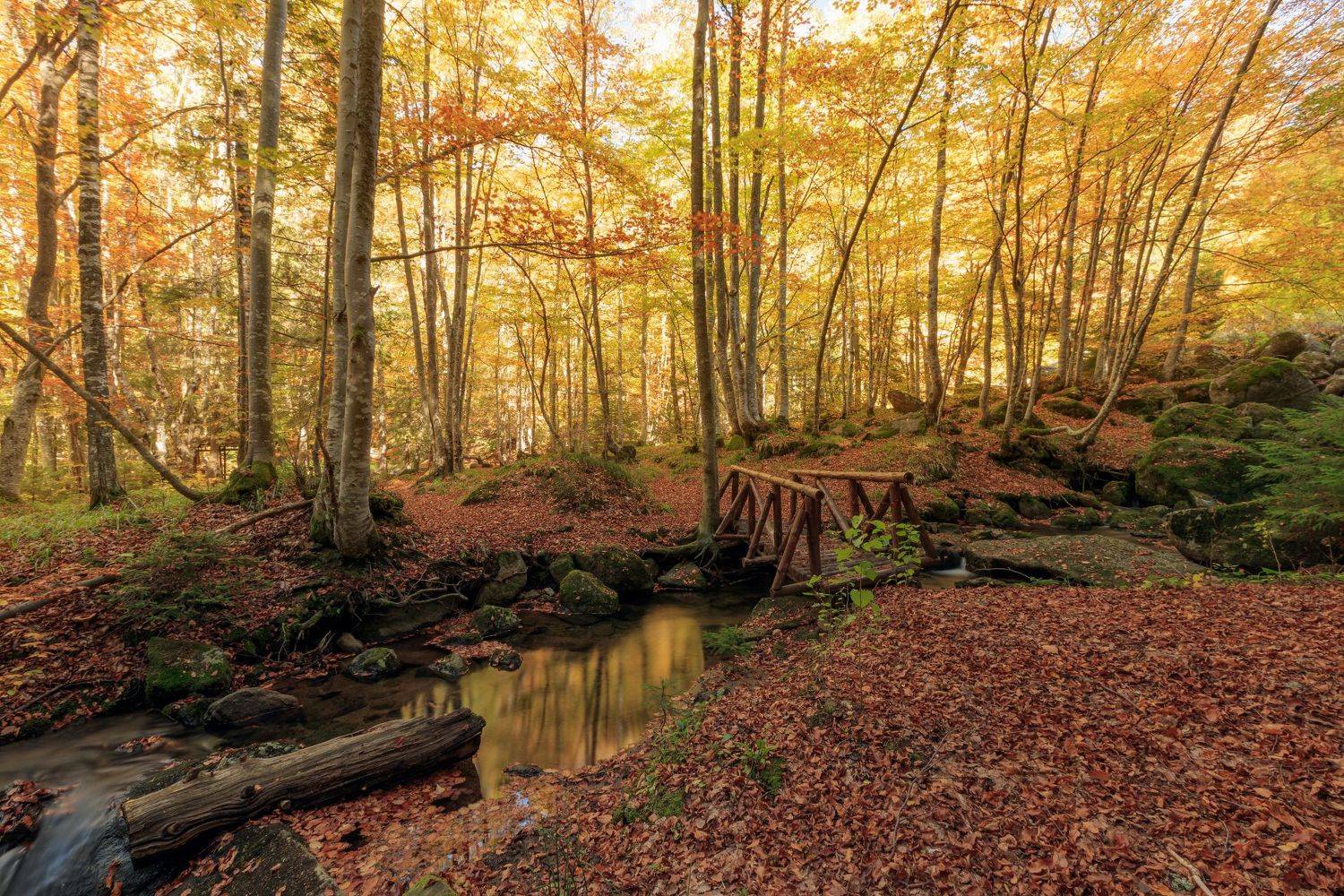 , Александър Сандев