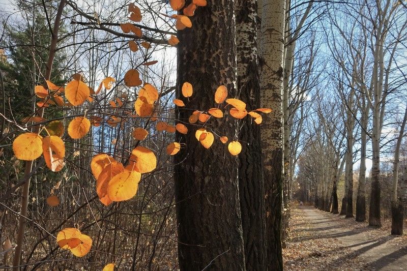 осень,природа,деревья,аллея,листья Просто осеньphoto preview