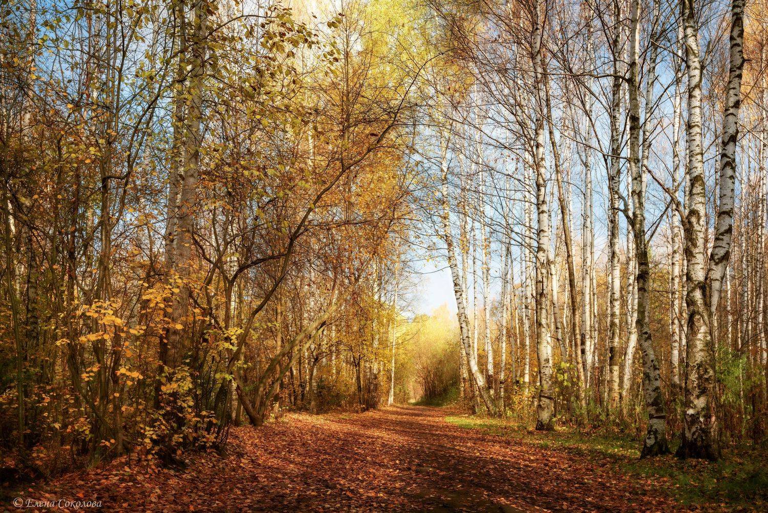 золотая осень, лес, березовая роща, пейзаж, Соколова Елена