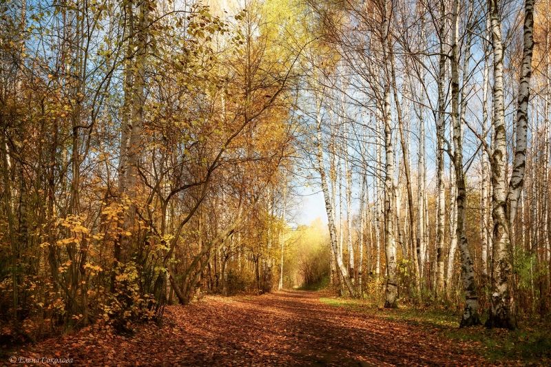 золотая осень, лес, березовая роща, пейзаж Золотая осень в березовой рощеphoto preview