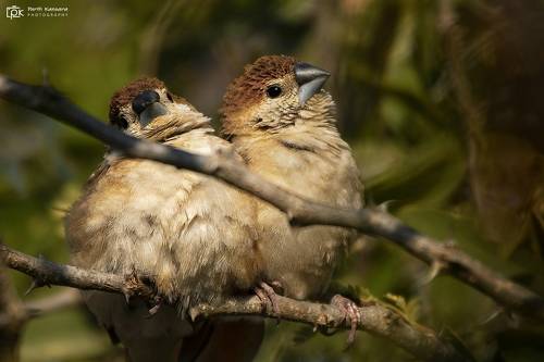 Indian Silverbill (White-throated Munia) Euodice malabarica