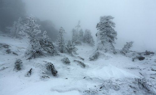 Белая мгла