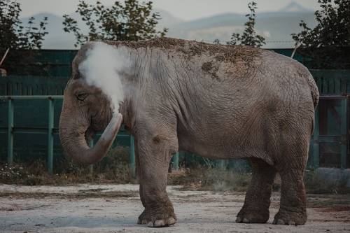 Elephant