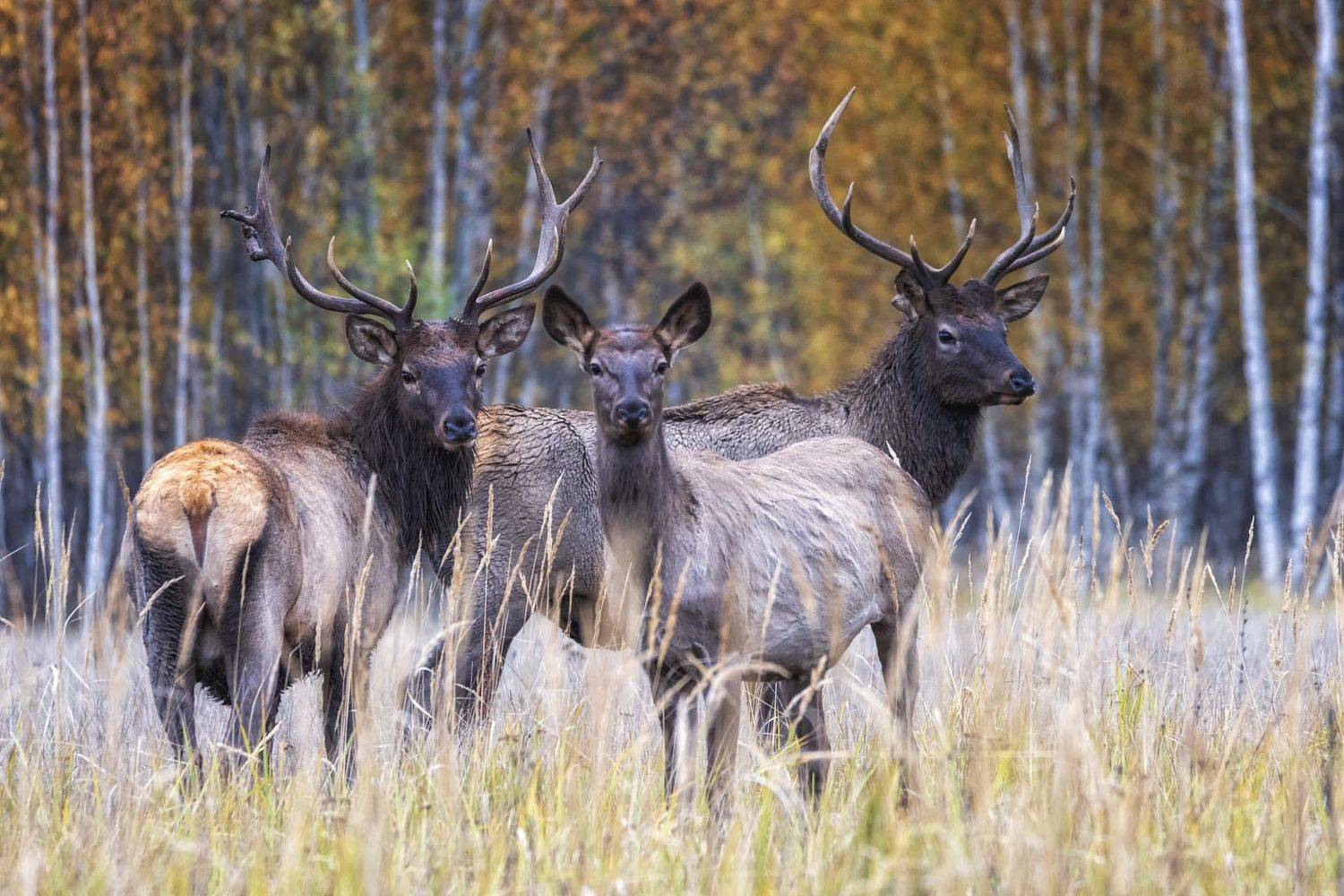 олени,фотоохота,удача., Анатолий Салтыков