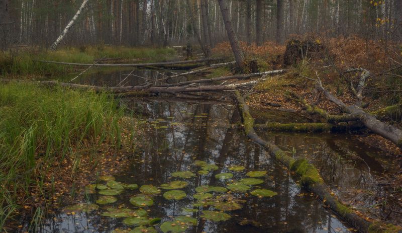 осень речка суходол серково октябрь Пересохший Суходолphoto preview