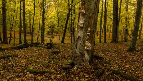 The Forest in Autumnal Look