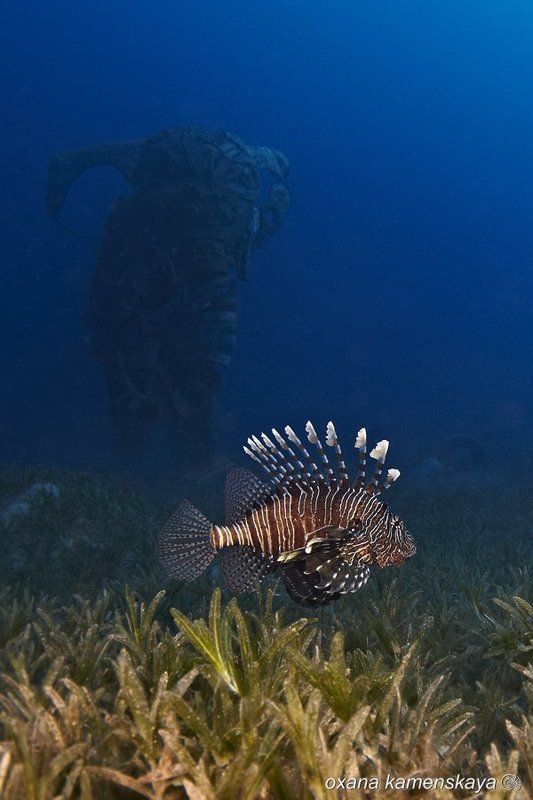 Lionfish Red Sea Elephant Дахабский сюр #1photo preview